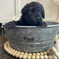 Pixie, a female Poodle - Miniature  and Havapoo for sale in Vancouver, WA – Photo 1 of 5