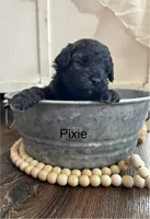 Pixie, a female Poodle - Toy  and Westiepoo for sale in Vancouver, WA – Photo 1 of 5