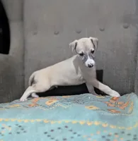 Shion , a male Whippet for sale in Rutherfordton, NC – 8 of 9