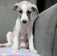 Jade, a female Whippet for sale in Rutherfordton, NC – 2 of 5