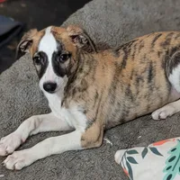 Jasper , a male Whippet for sale in Rutherfordton, NC – 3 of 7