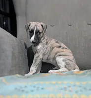 Ren , a male Whippet for sale in Rutherfordton, NC – 5 of 8