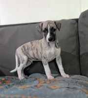 Ren , a male Whippet for sale in Rutherfordton, NC – 2 of 8