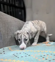 Mio, a female Whippet for sale in Rutherfordton, NC – 9 of 10