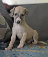 Shion , a male Whippet for sale in Rutherfordton, NC – 5 of 9