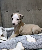 Chai , a female Whippet for sale in Rutherfordton, NC – 3 of 3