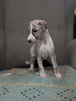 Mio, a female Whippet for sale in Rutherfordton, NC – 10 of 10