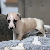 Aina , a female Whippet for sale in Rutherfordton, NC – 2 of 5