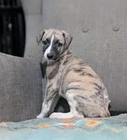Ren , a male Whippet for sale in Rutherfordton, NC – 4 of 8