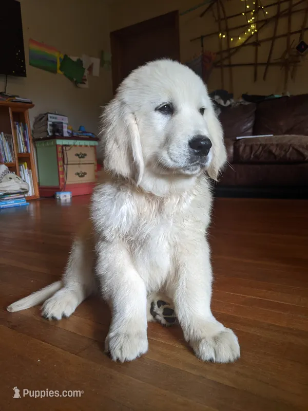 Valentine – English Cream Golden Retriever puppy for sale in Rutherfordton, NC