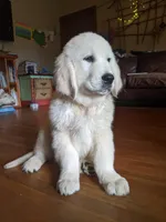 Valentine, a male English Cream Golden Retriever for sale in Rutherfordton, NC – 1 of 10
