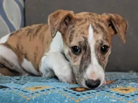 Gaia, a female Whippet for sale in Rutherfordton, NC – Photo 8 of 10