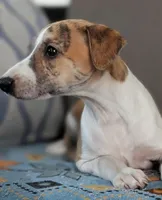 Gaia, a female Whippet for sale in Rutherfordton, NC – Photo 2 of 10