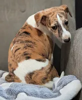 Gaia, a female Whippet for sale in Rutherfordton, NC – Photo 3 of 10