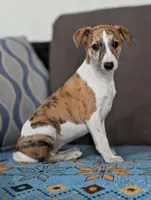 Gaia, a female Whippet for sale in Rutherfordton, NC – Photo 9 of 10