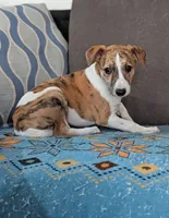 Gaia, a female Whippet for sale in Rutherfordton, NC – Photo 10 of 10