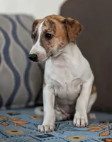 Gaia, a female Whippet for sale in Rutherfordton, NC – Photo 4 of 10