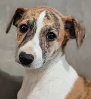 Gaia, a female Whippet for sale in Rutherfordton, NC – Photo 1 of 10