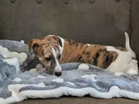 Gaia, a female Whippet for sale in Rutherfordton, NC – Photo 7 of 10