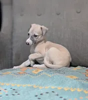 Shion , a male Whippet for sale in Rutherfordton, NC – 4 of 9