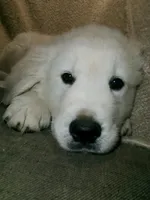 processed/bddeef00-f61e-4c3f-8cf8-5e9ab393a00c/listing/24d6f52a-ace4-4773-9b26-47ccb418c6cd/185af544-7bce-4d92-bc56-0f6567057da7