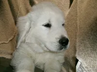 processed/bddeef00-f61e-4c3f-8cf8-5e9ab393a00c/listing/24d6f52a-ace4-4773-9b26-47ccb418c6cd/935f6e33-2c8c-4da6-ad5c-29b1758daeff