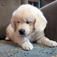 processed/bddeef00-f61e-4c3f-8cf8-5e9ab393a00c/listing/24d6f52a-ace4-4773-9b26-47ccb418c6cd/93d53d0e-9516-4448-9c31-c65221984d11