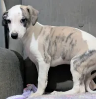Jagger , a male Whippet for sale in Rutherfordton, NC – 2 of 5