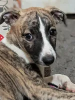 Jaxx, a male Whippet for sale in Rutherfordton, NC – 2 of 3
