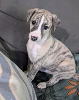 Mio, a female Whippet for sale in Rutherfordton, NC – 7 of 10