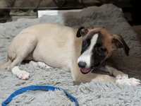 Jana, a female Whippet for sale in Rutherfordton, NC – Photo 7 of 7