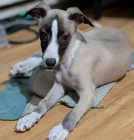 Jana, a female Whippet for sale in Rutherfordton, NC – Photo 4 of 7