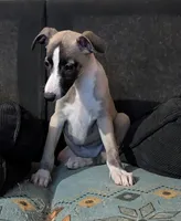 Jana, a female Whippet for sale in Rutherfordton, NC – Photo 3 of 7