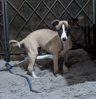 Jana, a female Whippet for sale in Rutherfordton, NC – Photo 5 of 7
