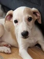 Jojo, a male Whippet for sale in Rutherfordton, NC – 2 of 8