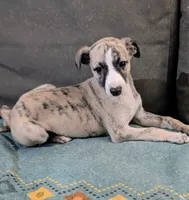 Happy , a female Whippet for sale in Rutherfordton, NC – 4 of 6