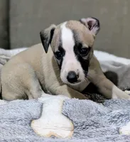 Chika, a female Whippet for sale in Rutherfordton, NC – 4 of 5