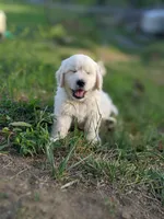 Star, a male English Cream Golden Retriever for sale in Rutherfordton, NC – Photo 7 of 8