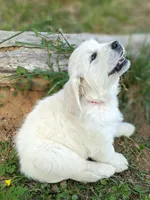 Blue , a male English Cream Golden Retriever for sale in Rutherfordton, NC – Photo 7 of 8