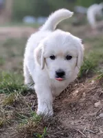 Star, a male English Cream Golden Retriever for sale in Rutherfordton, NC – Photo 3 of 8