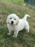 Blue , a male English Cream Golden Retriever for sale in Rutherfordton, NC – Photo 6 of 8