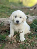 Blue , a male English Cream Golden Retriever for sale in Rutherfordton, NC – Photo 3 of 8