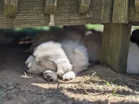 Star, a male English Cream Golden Retriever for sale in Rutherfordton, NC – Photo 8 of 8