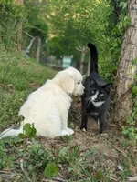 Blue , a male English Cream Golden Retriever for sale in Rutherfordton, NC – Photo 8 of 8