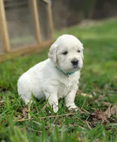 Star, a male English Cream Golden Retriever for sale in Rutherfordton, NC – 8 of 10