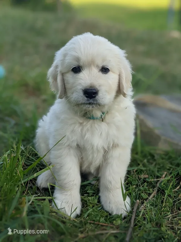 Blue  – English Cream Golden Retriever puppy for sale in Rutherfordton, NC