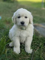 Blue , a male English Cream Golden Retriever for sale in Rutherfordton, NC – Photo 1 of 8