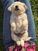 Blue , a male English Cream Golden Retriever for sale in Rutherfordton, NC – Photo 2 of 8