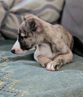 Happy , a female Whippet for sale in Rutherfordton, NC – 5 of 6