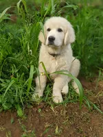 Star, a male English Cream Golden Retriever for sale in Rutherfordton, NC – 10 of 10
